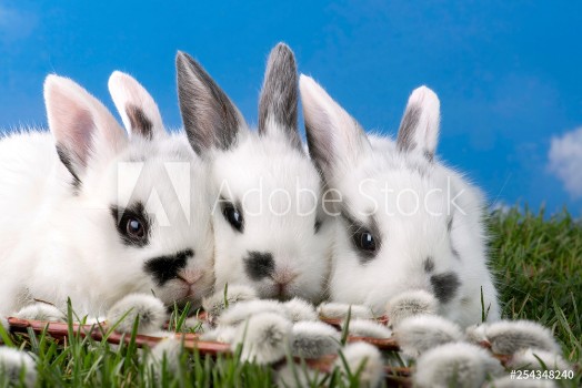 Picture of Drei Zwergkaninchen auf der grnen Wiese verstecken sich hinter Weidenktzchen